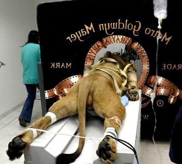 MGM lion strapped down